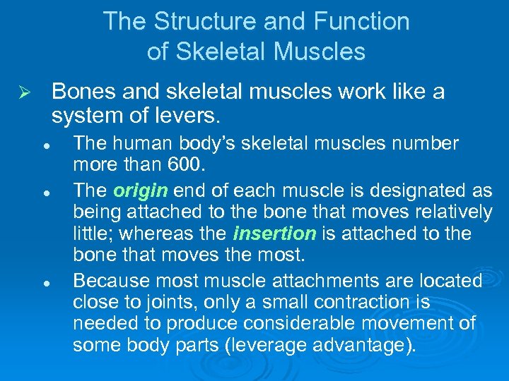 The Structure and Function of Skeletal Muscles Bones and skeletal muscles work like a