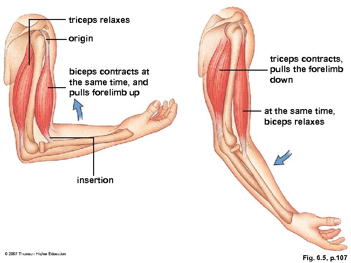 triceps relaxes origin biceps contracts at the same time, and pulls forelimb up triceps