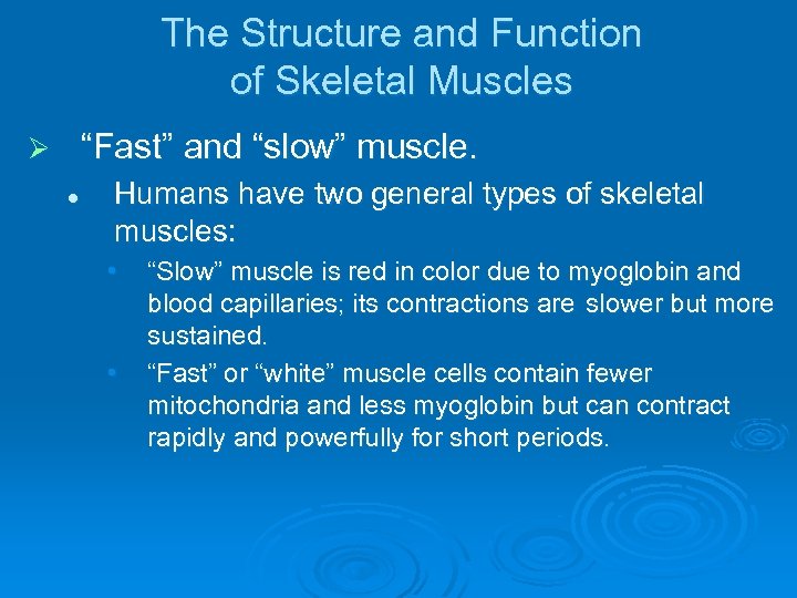 The Structure and Function of Skeletal Muscles “Fast” and “slow” muscle. Ø l Humans