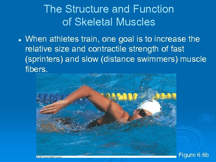 The Structure and Function of Skeletal Muscles l When athletes train, one goal is