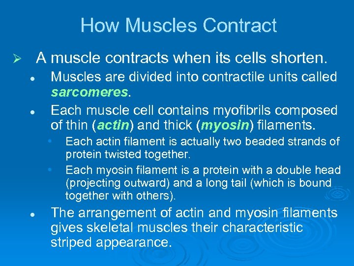 How Muscles Contract A muscle contracts when its cells shorten. Ø l l Muscles