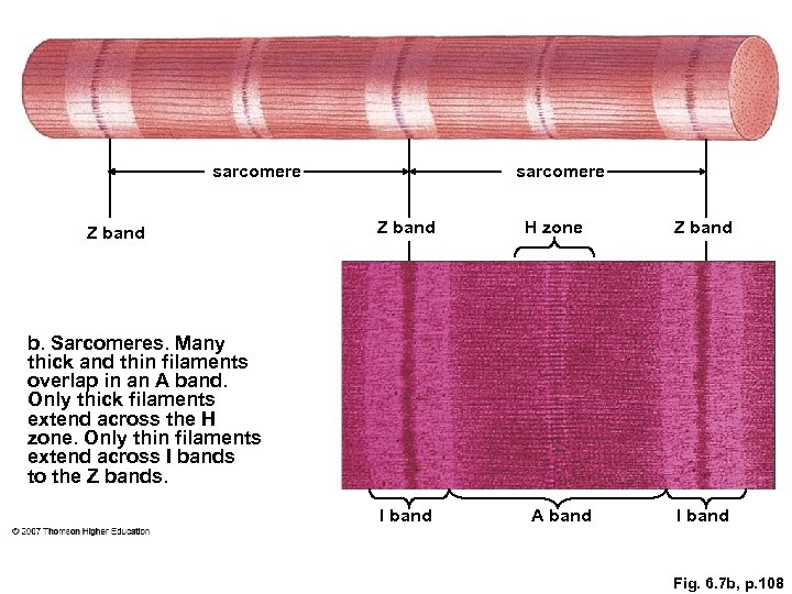 sarcomere Z band H zone Z band b. Sarcomeres. Many thick and thin filaments