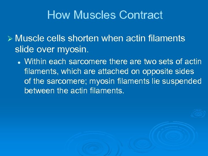 How Muscles Contract Ø Muscle cells shorten when actin filaments slide over myosin. l