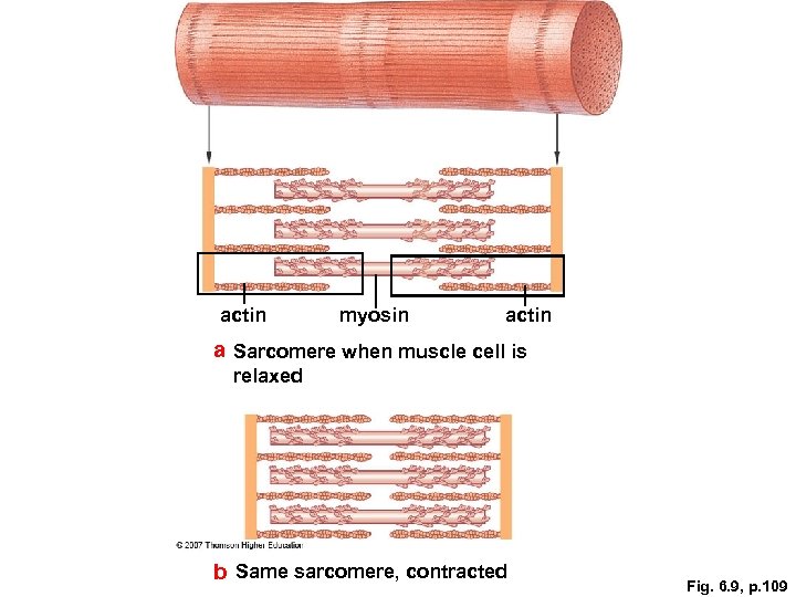 actin myosin actin a Sarcomere when muscle cell is relaxed b Same sarcomere, contracted