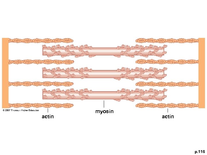 actin myosin actin p. 116 
