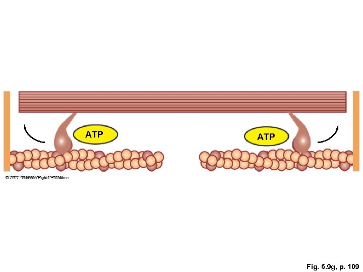 ATP Fig. 6. 9 g, p. 109 