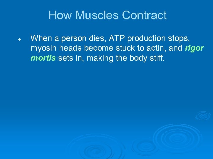 How Muscles Contract l When a person dies, ATP production stops, myosin heads become