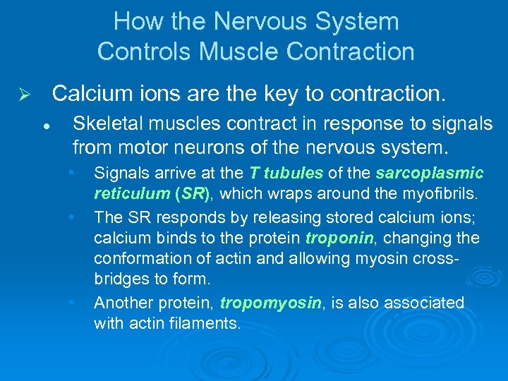 How the Nervous System Controls Muscle Contraction Calcium ions are the key to contraction.