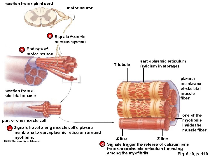 section from spinal cord motor neuron a Signals from the nervous system b Endings