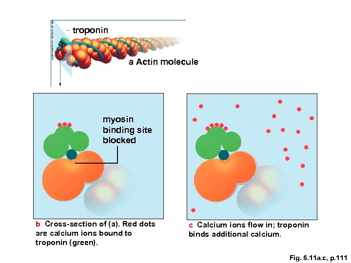 troponin a Actin molecule myosin binding site blocked b Cross-section of (a). Red dots