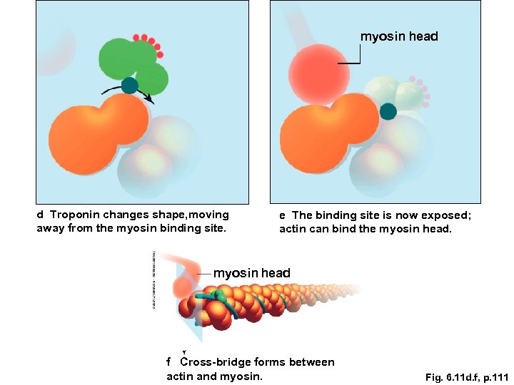 myosin head d Troponin changes shape, moving away from the myosin binding site. e