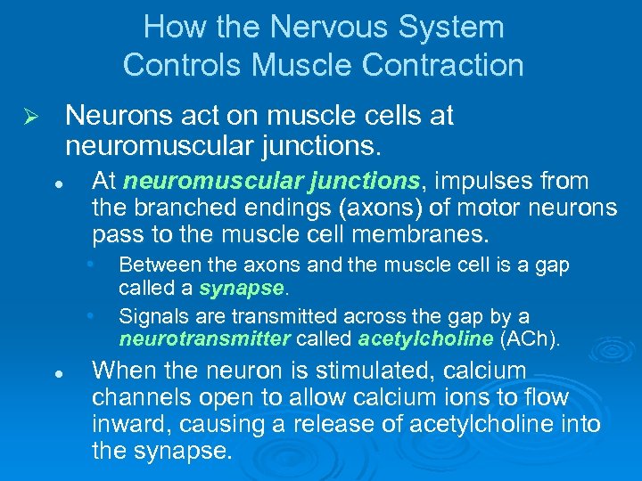 How the Nervous System Controls Muscle Contraction Neurons act on muscle cells at neuromuscular