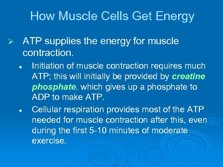 How Muscle Cells Get Energy ATP supplies the energy for muscle contraction. Ø l