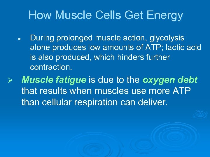 How Muscle Cells Get Energy l Ø During prolonged muscle action, glycolysis alone produces
