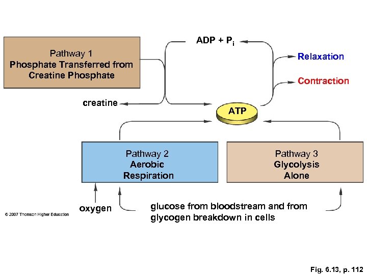 ADP + Pi Pathway 1 Phosphate Transferred from Creatine Phosphate Relaxation Contraction creatine ATP