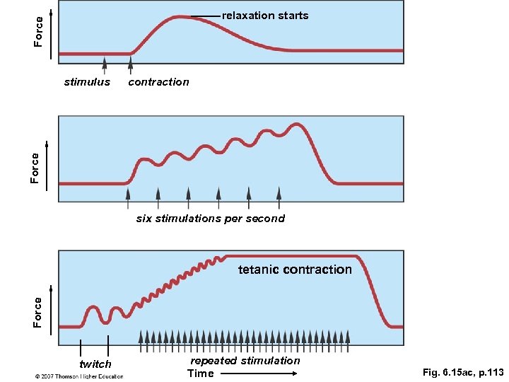 Force relaxation starts contraction Force stimulus six stimulations per second Force tetanic contraction twitch
