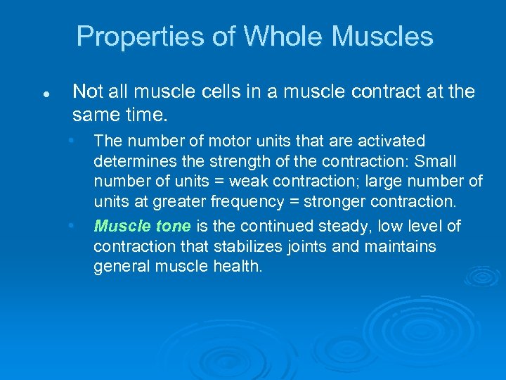 Properties of Whole Muscles l Not all muscle cells in a muscle contract at