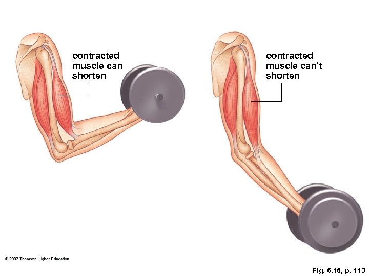 contracted muscle can shorten contracted muscle can’t shorten Fig. 6. 16, p. 113 