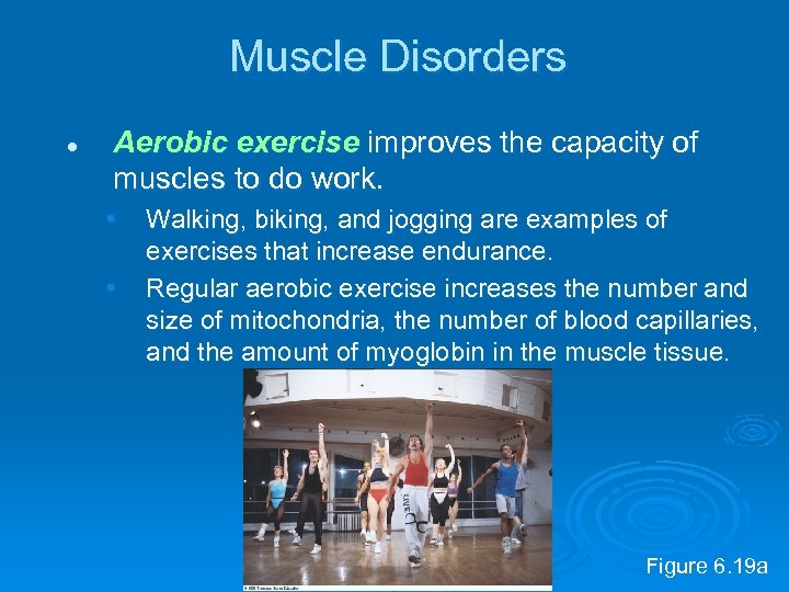 Muscle Disorders l Aerobic exercise improves the capacity of muscles to do work. •