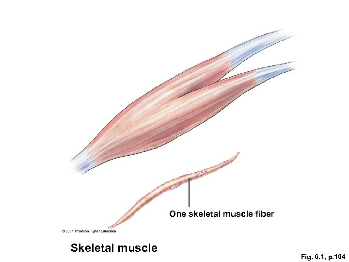 One skeletal muscle fiber Skeletal muscle Fig. 6. 1, p. 104 