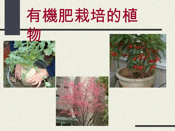 有機肥栽培的植 物 