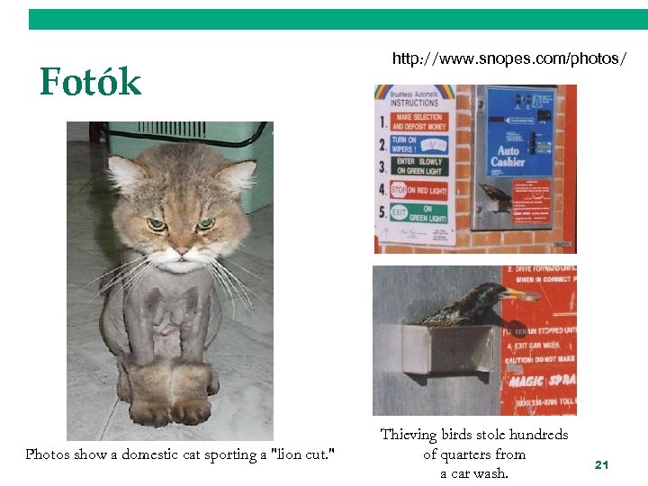 Fotók Photos show a domestic cat sporting a 