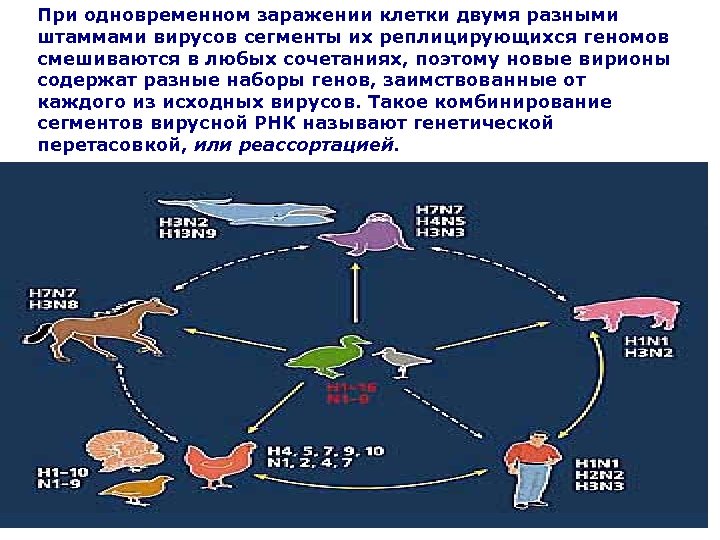 При одновременном заражении клетки двумя разными штаммами вирусов сегменты их реплицирующихся геномов смешиваются в