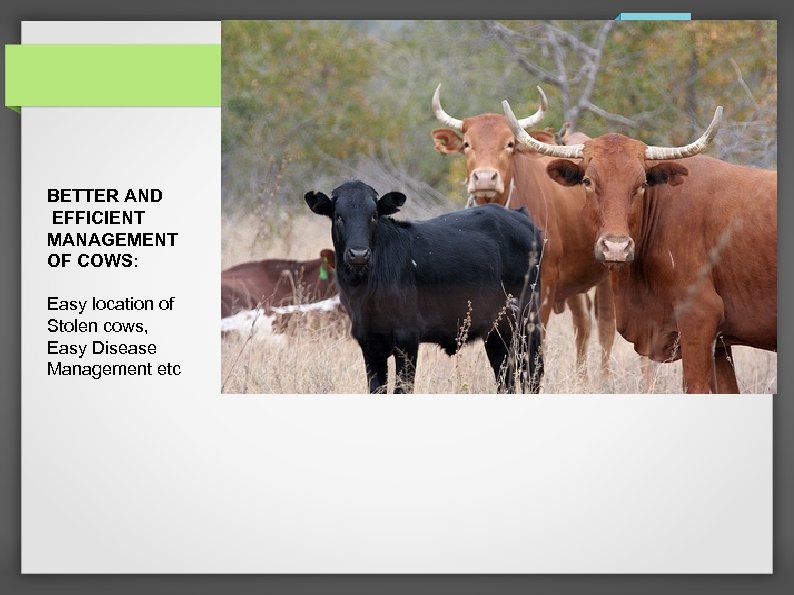 BETTER AND EFFICIENT MANAGEMENT OF COWS: Easy location of Stolen cows, Easy Disease Management