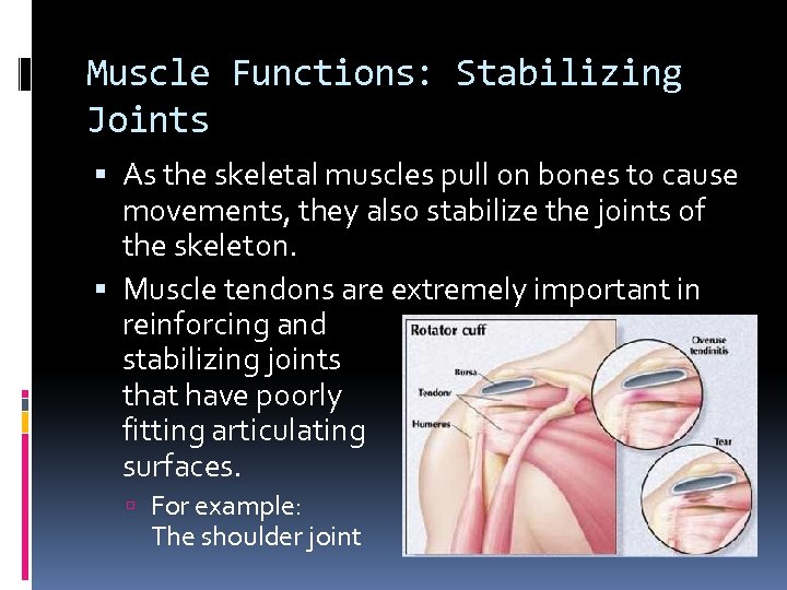 Muscle Functions: Stabilizing Joints As the skeletal muscles pull on bones to cause movements,