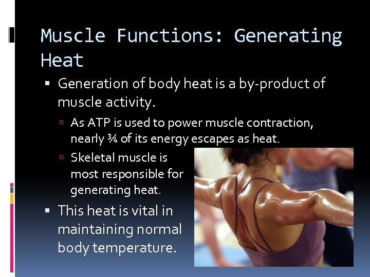 Muscle Functions: Generating Heat Generation of body heat is a by-product of muscle activity.