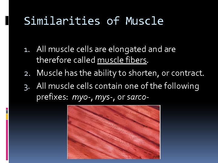 Similarities of Muscle 1. All muscle cells are elongated and are therefore called muscle