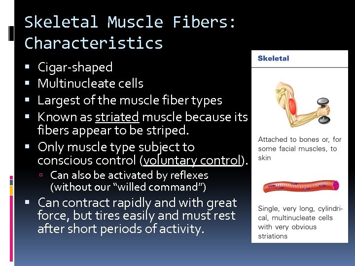 Skeletal Muscle Fibers: Characteristics Cigar-shaped Multinucleate cells Largest of the muscle fiber types Known