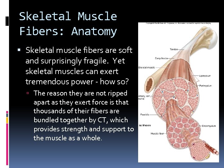 Skeletal Muscle Fibers: Anatomy Skeletal muscle fibers are soft and surprisingly fragile. Yet skeletal