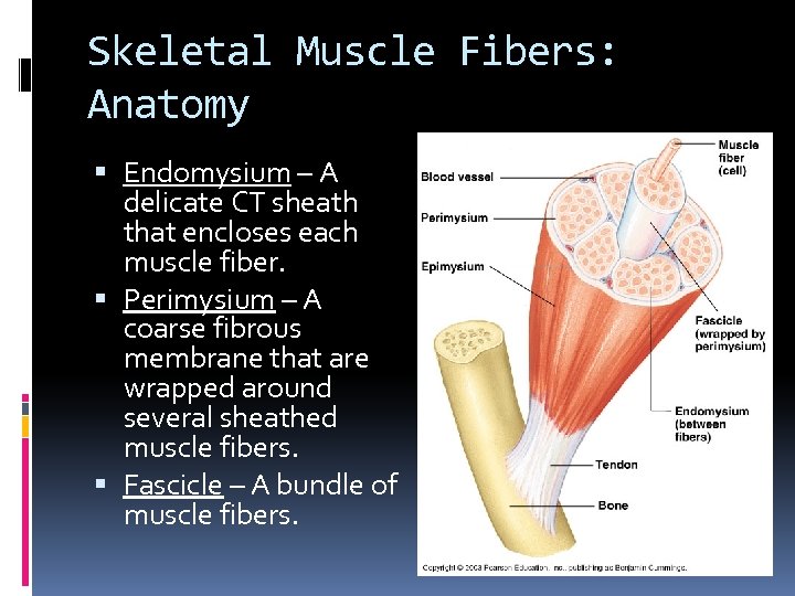 Skeletal Muscle Fibers: Anatomy Endomysium – A delicate CT sheath that encloses each muscle