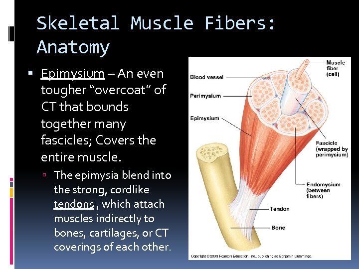 Skeletal Muscle Fibers: Anatomy Epimysium – An even tougher “overcoat” of CT that bounds