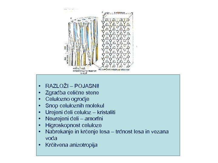  • • RAZLOŽI – POJASNI! Zgradba celične stene Celulozno ogrodje Snop celuloznih molekul