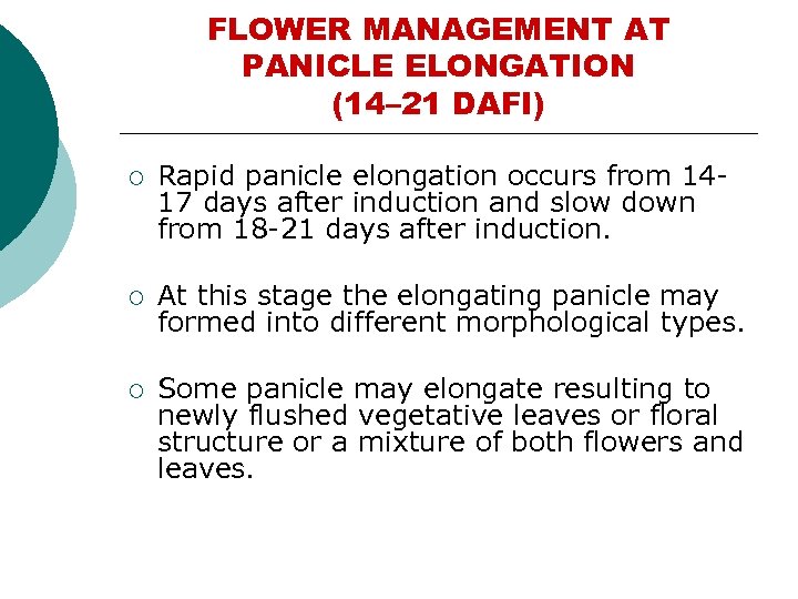 FLOWER MANAGEMENT AT PANICLE ELONGATION (14– 21 DAFI) ¡ Rapid panicle elongation occurs from