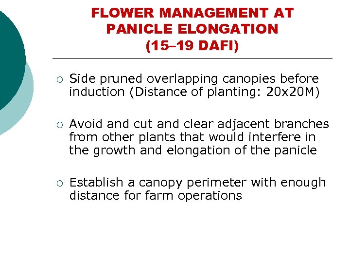 FLOWER MANAGEMENT AT PANICLE ELONGATION (15– 19 DAFI) ¡ Side pruned overlapping canopies before