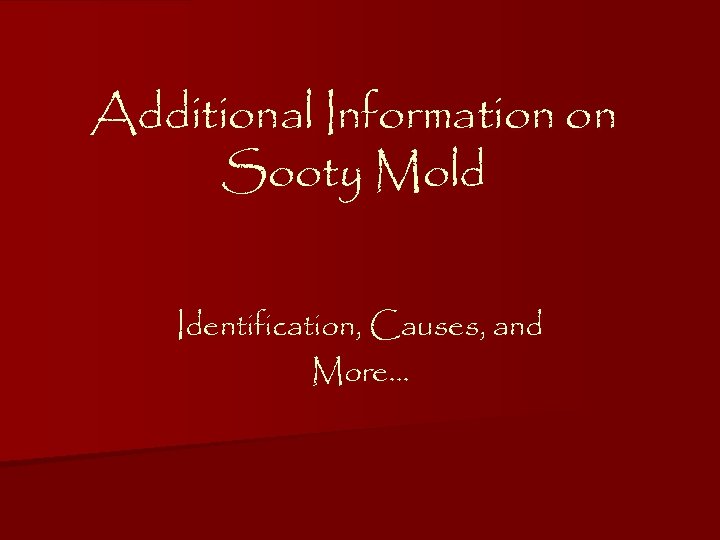 Additional Information on Sooty Mold Identification, Causes, and More… 