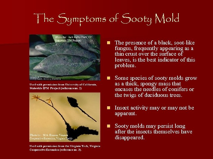 The Symptoms of Sooty Mold n The presence of a black, soot-like fungus, frequently