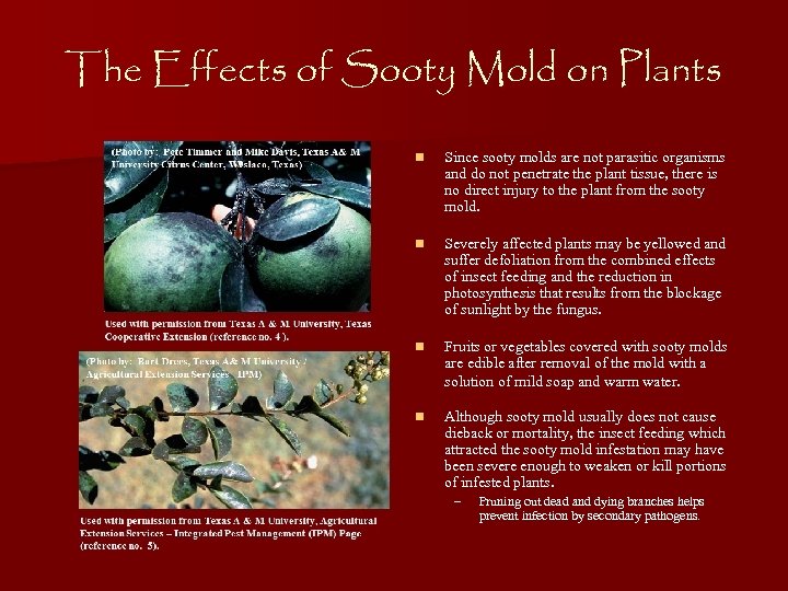 The Effects of Sooty Mold on Plants n Since sooty molds are not parasitic