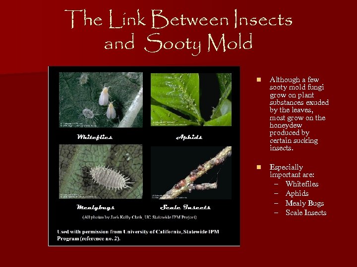 The Link Between Insects and Sooty Mold n Although a few sooty mold fungi