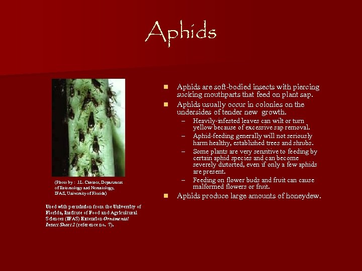 Aphids n n Aphids are soft-bodied insects with piercing sucking mouthparts that feed on