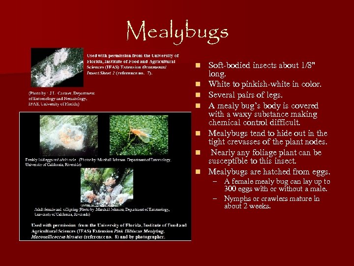 Mealybugs n n n n Soft-bodied insects about 1/8