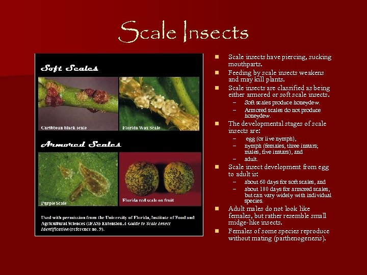 Scale Insects n n n Scale insects have piercing, sucking mouthparts. Feeding by scale