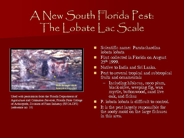 A New South Florida Pest: The Lobate Lac Scale n n Used with permission