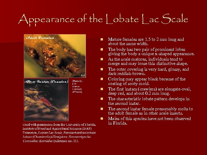 Appearance of the Lobate Lac Scale n n n n n Mature females are