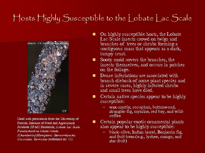 Hosts Highly Susceptible to the Lobate Lac Scale On highly susceptible hosts, the Lobate