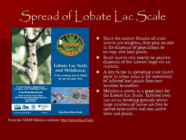 Spread of Lobate Lac Scale Since the mature females of scale insects are wingless,