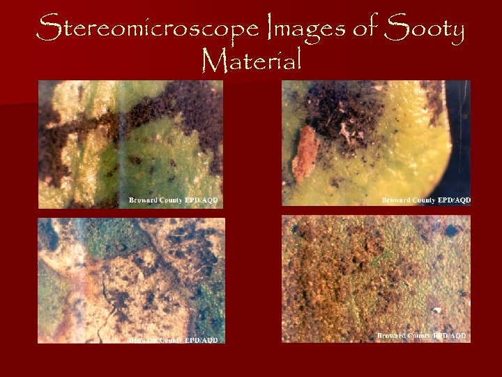 Stereomicroscope Images of Sooty Material 